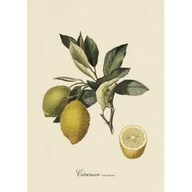 affiche citronnier vintage planche botanique The Dybdahl Citronier Commun