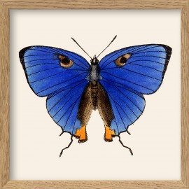 petit tableau papillon bleu cadre bois the dybdahl
