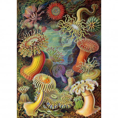 affiche coloree anemones marines the dybdahl actiniae