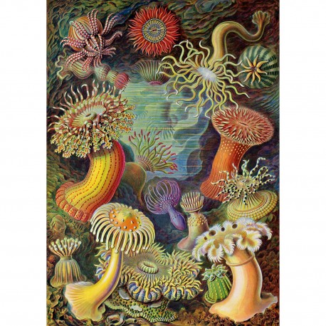 affiche coloree anemones marines the dybdahl actiniae