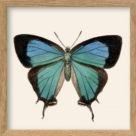 petit tableau encadre papillon bleu the dybdahl butterfly