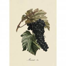 Affiche grappe de raisin The Dybdahl Muscat Noir