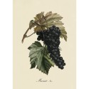 affiche grappe de raisin noir vintage the dybdahl muscat noir