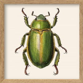 petit tableau scarabee vert the dybdahl green insect