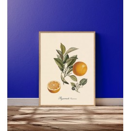 affiche oranger amer the dybdahl bigarade