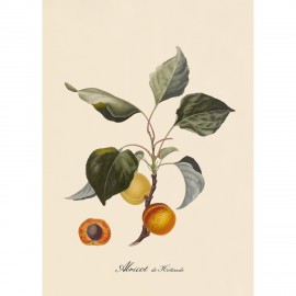 affiche ancienne botanique abricotier the dybdahl