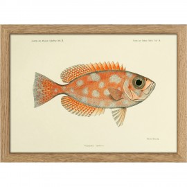 Petit tableau poisson The Dybdahl Blotched Bigeye