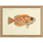 petit tableau poisson orange the dybdahl blotched bigeye