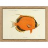 Petit cadre poisson The Dybdahl Dotted Butterflyfish