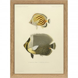 petit tableau poissons vintage ancien the dybdahl Chaetodon