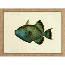 petit cadre poisson bleu vert vintage the dybdahl Blue Triggerfish