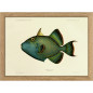 petit cadre poisson bleu vert vintage the dybdahl Blue Triggerfish petit cadre poisson bleu vert vintage the dybdahl Blue Triggerfish