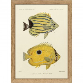 petite gravure poissons jaune vintage the dybdahl Chaetodon