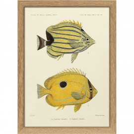 Petite gravure poissons vintage The Dybdahl Chaetodon