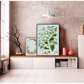 Affiche botanique fleurs The Dybdahl Blue and White Flowers