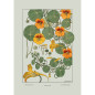 Affiche botanique fleurs The Dybdahl Capucine Affiche botanique fleurs The Dybdahl Capucine