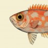 affiche tete de poisson orange the dybdalhl spotted orange fich head