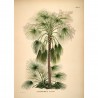 poster ancien palmier the dybdahl livistona humilis