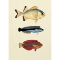 Affiche ancienne poissons The Dybdahl The Fishes