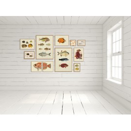 affiche ancienne poissons colores the dybdahl the fishes