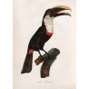 Affiche ancienne oiseau dessin The Dybdahl Le Toucan Tocard