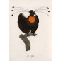 affiche oiseau dessin ancien le pardisier sifilet the dybdahl affiche oiseau dessin ancien le pardisier sifilet the dybdahl