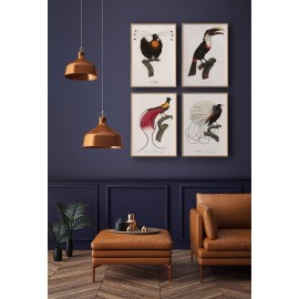 affiche oiseau dessin ancien le pardisier sifilet the dybdahl