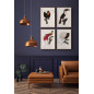 affiche oiseau dessin ancien le pardisier sifilet the dybdahl affiche oiseau dessin ancien le pardisier sifilet the dybdahl