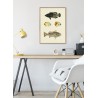 affiche ancienne poissons dessin the dybdahl the fishes