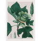 Affiche ancienne The Dybdahl Liriodendron Tulipifera