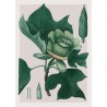 Affiche ancienne The Dybdahl Liriodendron Tulipifera