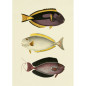 Affiche planche poissons The Dybdahl The Fishes