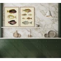 affiche planche ancienne poissons dessin the dybdahl