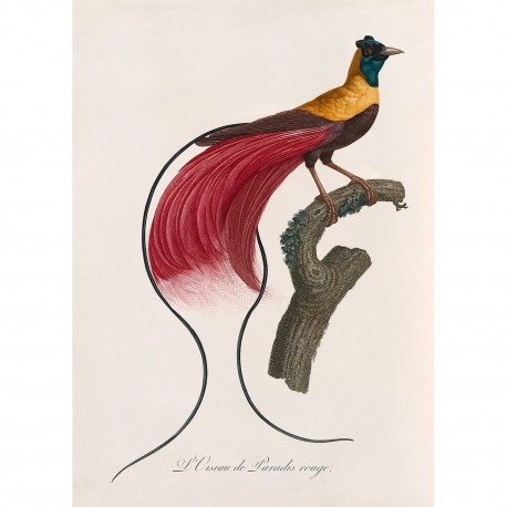 affiche planche ancienne l oiseau de paradis rouge the dybdahl