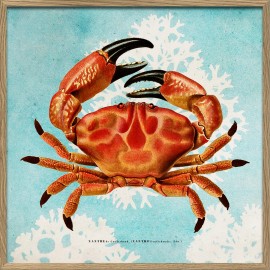 Petit cadre affiche crabe The Dybdahl Xantho II