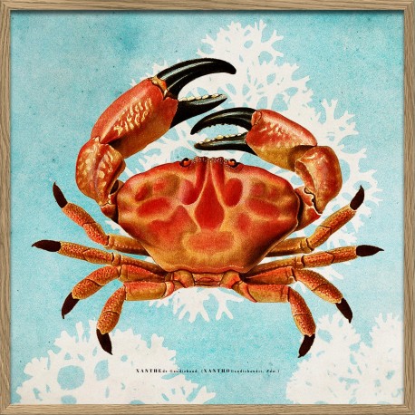 Petit cadre affiche crabe The Dybdahl Xantho II