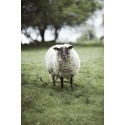 plaid chaud epais laine gris fonce anthracite klippan vide