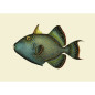 affiche poisson gachette baliste the dybdahl
