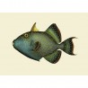 affiche poisson gachette baliste the dybdahl