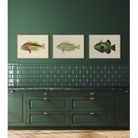 affiche poisson gachette baliste the dybdahl