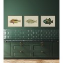 affiche poisson gachette baliste the dybdahl