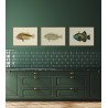 affiche poisson gachette baliste the dybdahl