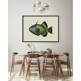 affiche poisson gachette baliste the dybdahl