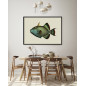 affiche poisson gachette baliste the dybdahl