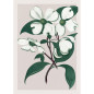 affiche plante the dybdahl cornus florida