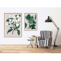 affiche plante fleur the dybdahl cornus florida