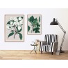 affiche plante fleur the dybdahl cornus florida