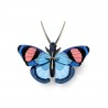 papillon paon du jour decoration murale en carton studio roof