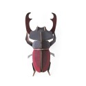 studio roof coleoptere scarabee decoration murale
