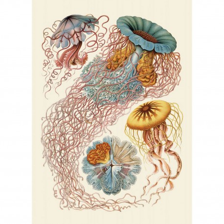 affiche vintage meduses the dybdahl discomedusae